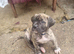 Cane corso X American bulldog