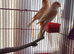 Red factor canaries