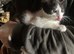 FarmKittens for sale