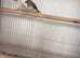 Pair of zebra finches