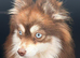 Pomsky