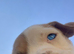 Puppies for sale