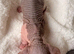 Beautiful Elf Spyhnx Kittens