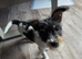 1 year old Biewer Terrier