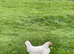 White star females just started laying