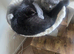 British-shorthair cross ragdoll