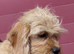 Fluffy Jackapoo × Cavalier King Charles Spaniel Puppy