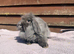 Baby lion head lops