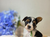 Purebred Biewer Terrier Puppies