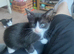 1 boy 1 girl black and white kittens - AVAILABLE TO COLLECT THIS WEEK!