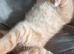 12week old male kitten for sale