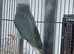 Breeding Pairs of Indian Ringnecks for sale
