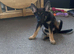Shepard cross husky pups for sale