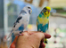 Baby budgies