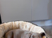 Ralph - a 6month old male pup - lilac in colour.