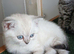 Mixed breed kittens .Ready to go on 8. July.