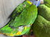 Hand-Reared Rainbow Lorikeet