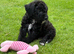 Cute Playful Jackapoos