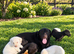 Beautiful Labrador puppies chocolate and yellow