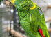 Proven male Amazon Barbadensis
