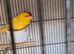 Baby Kakarikies