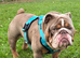 Stunning English bulldog for stud