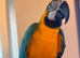 Silly Tame Blue and Gold Macaw