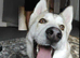 Siberian husky