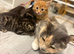 Beautiful kittens looking for a home