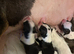 English bull terrier pups