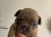 The 3 cutest pups ever! Monthly payments possible.