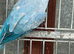 Blue and purple breeding pair