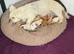 Cavachon puppies for sale