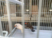 Zebra finches