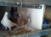 for sale race pigeons