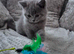 British short hair female Kitten