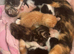 Tortoiseshell cross bengal tabby kittens
