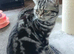 Bsh. Silver Tabby. ACTIVE/Nonactive. TICA