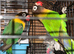 Bonded pair of lovebirds