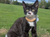 Kittens for sale