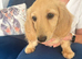 Cream long haired mini dachshund pups