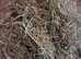 Large Box/Bale of Meadow Hay