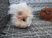 Female guinea pigs