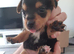 6 Yorkie Russell’s