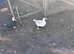 Trio of Muscovy ducks