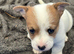 Long haired Jack Russel