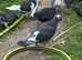 Racing pigeons and other ones