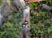 Cockateils and java sparrows