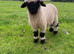 Small starter flock Valais Blacknose Sheep, Male & Female