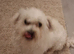 Maltese girl